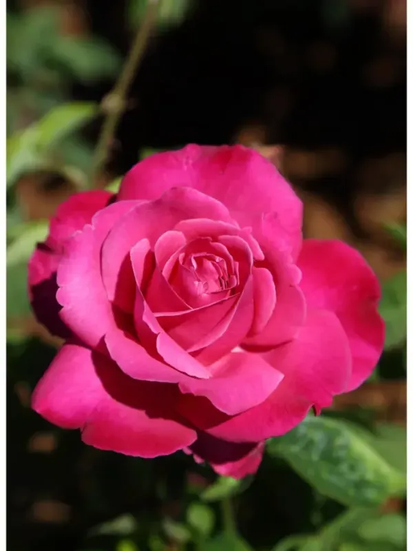Rosal Perfumado Caprice de Meilland