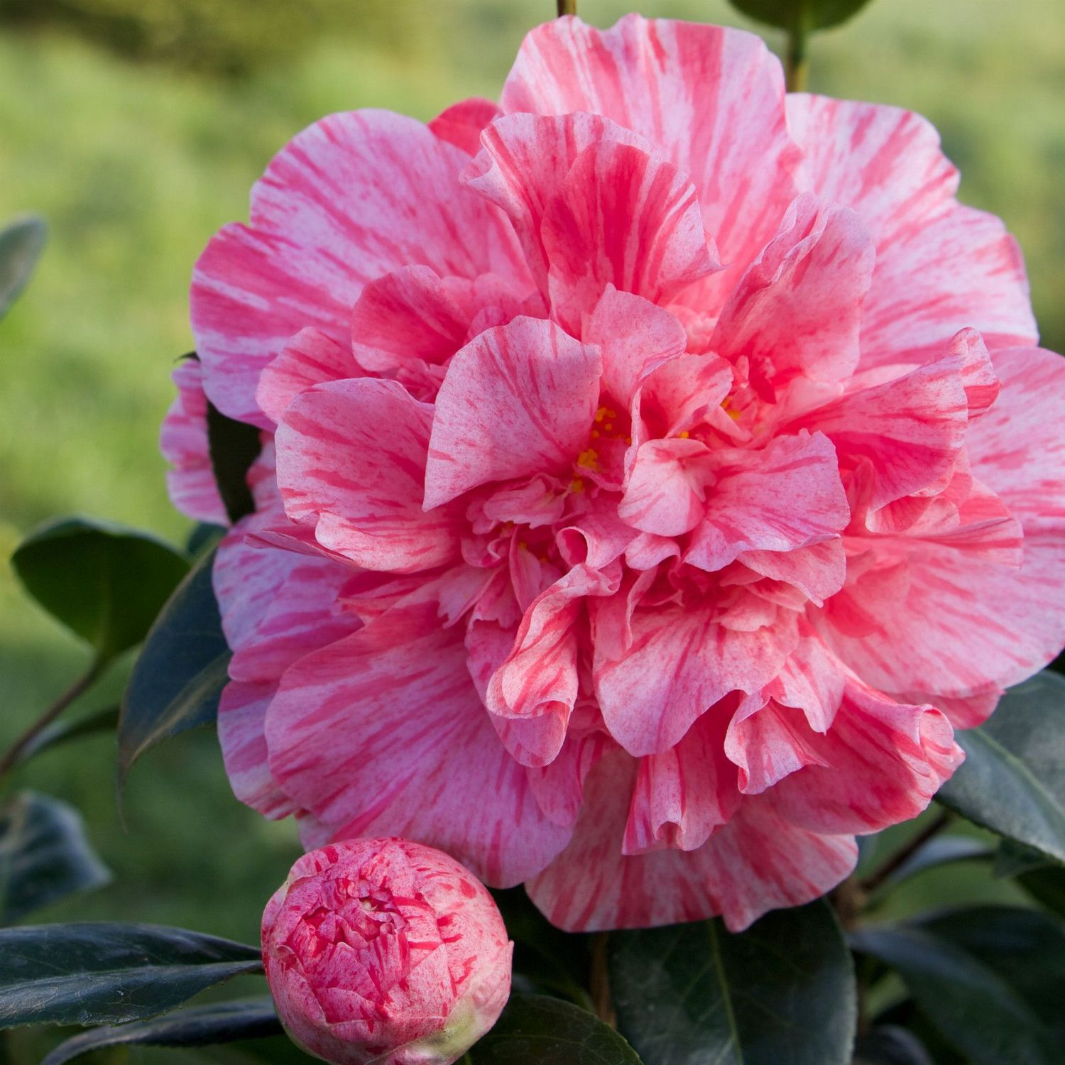 Camelia Japónica Flor Bicolor