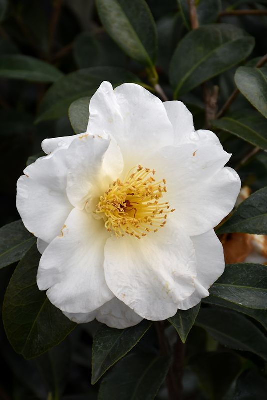 Camelia Japónica Flor Blanca