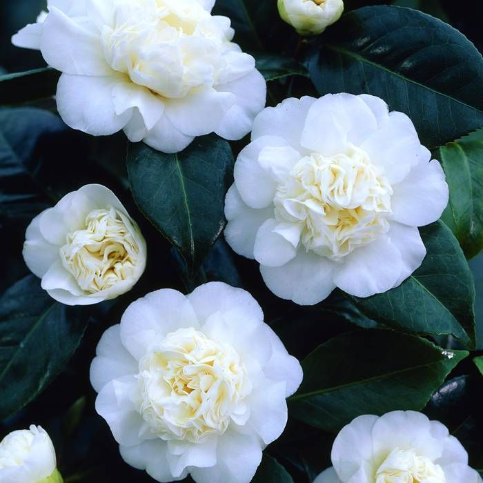 Camelia Japónica Flor Blanca