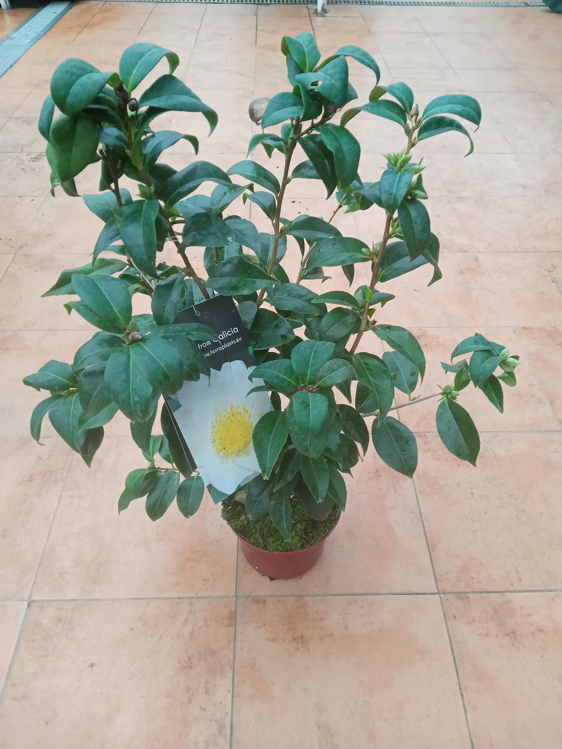 Camelia Japónica Flor Roja