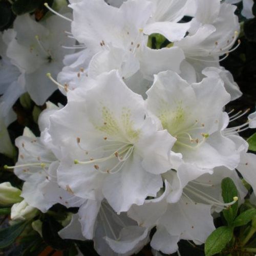 Azalea