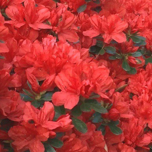 Azalea