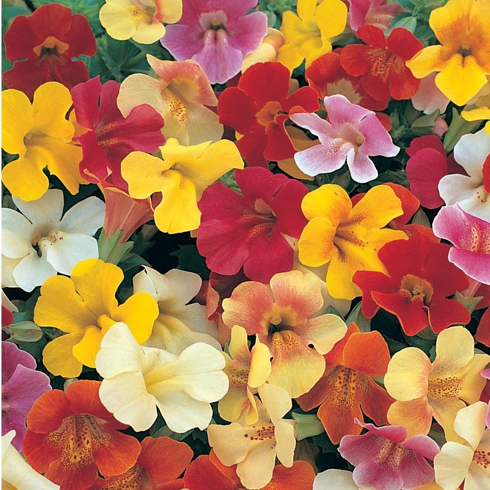 6 Mimulus mix Cepellón