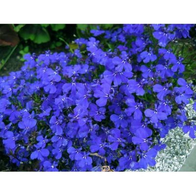 6 Lobelia azul Cepellón