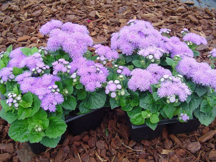 6 Ageratum Cepellón