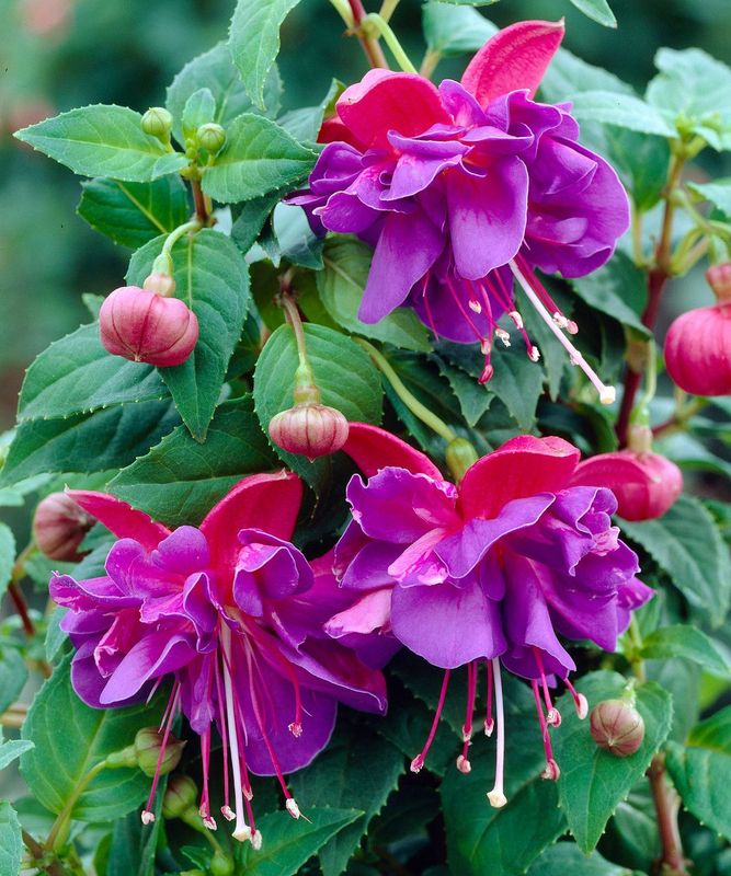 6 Fucsia Cepellón XL