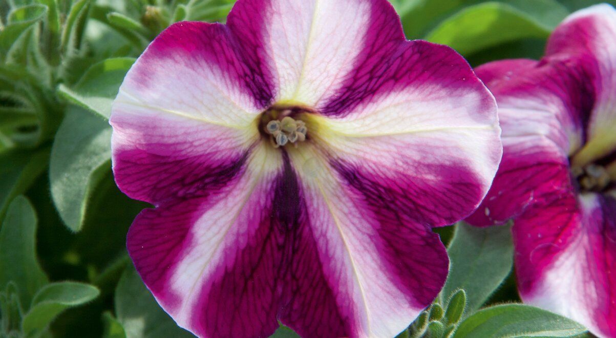 6 Surfinia  Raspberry Cepellón XL