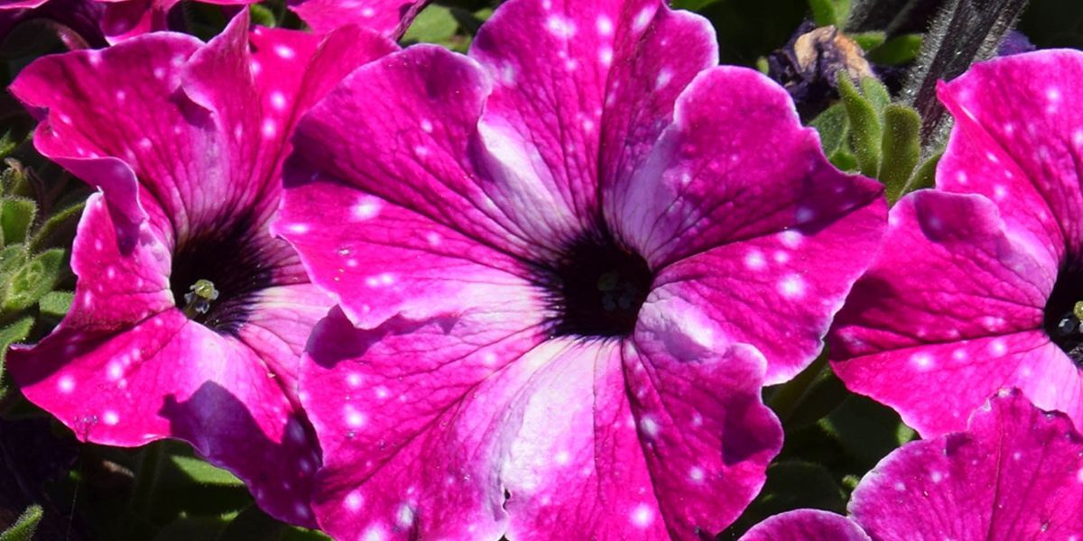 6 Surfinia Circus sky Cepellón XL