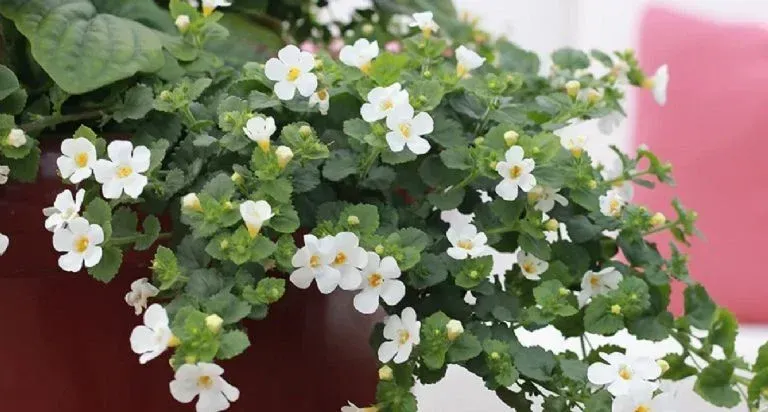 6 Bacopa Blanca Cepellón XL