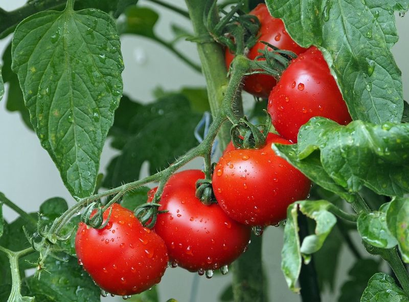 6 Plantas Tomate Hibrido Jack