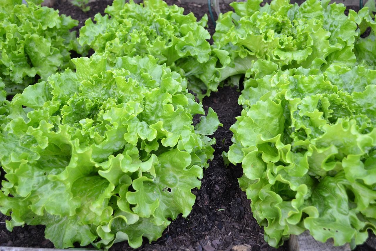 12 Plantas Lechuga
