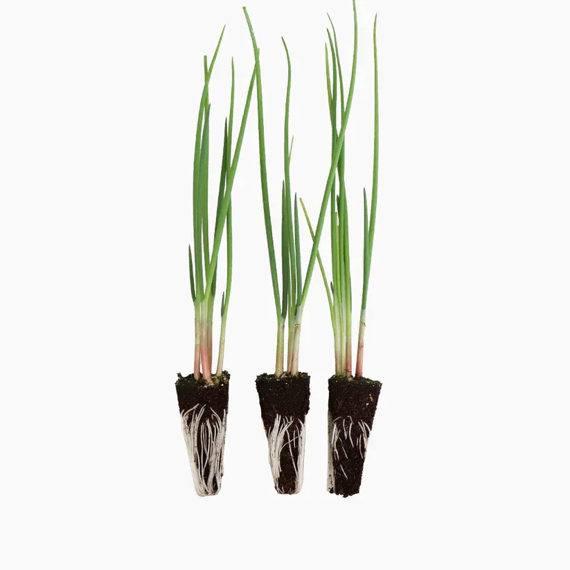 20 Plantas Cebolla Blanca / Roja