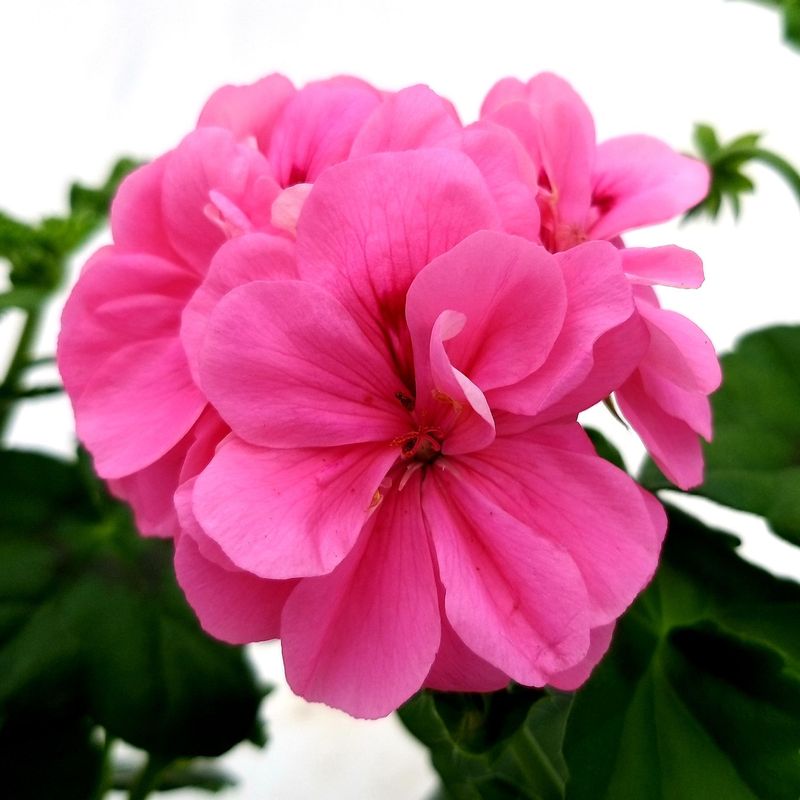 Geranio de  Hiedra Fucsia en maceta