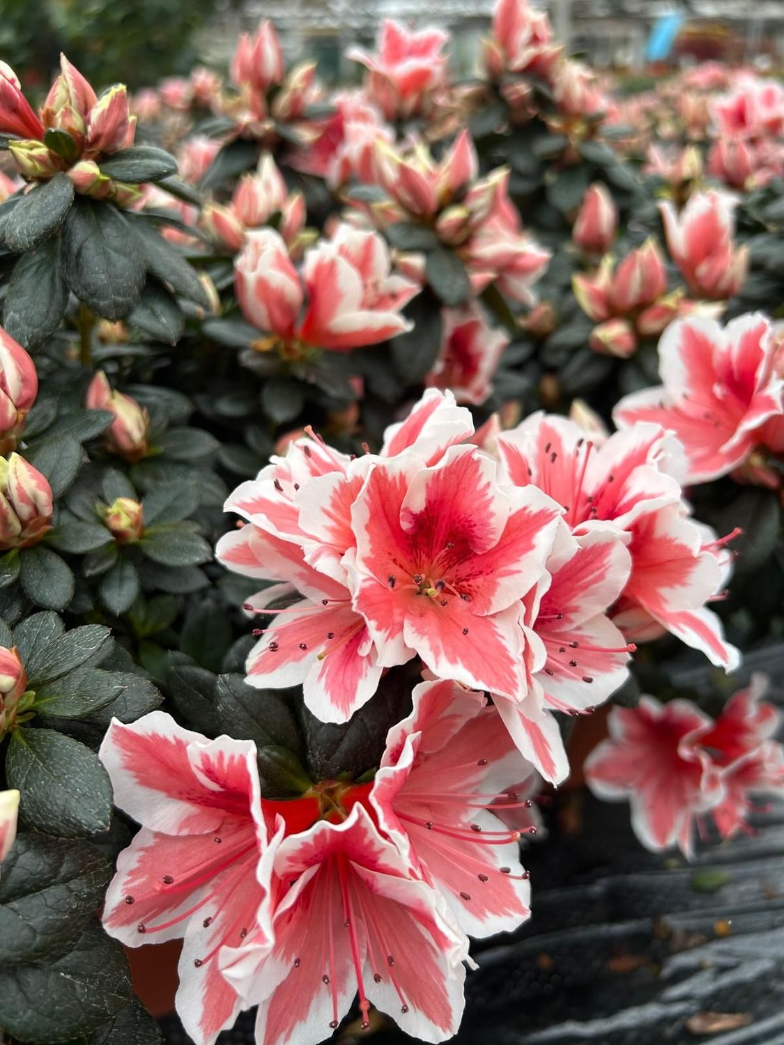 Azalea
