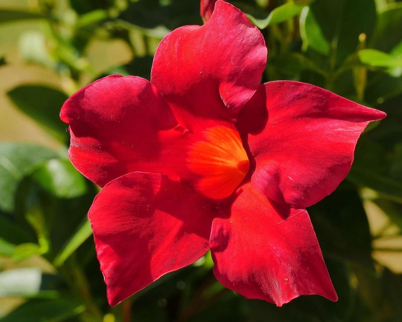DIPLADENIA ROJA