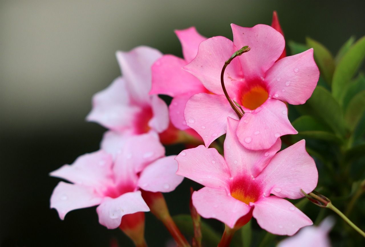 DIPLADENIA ROSA DIPLADENIA ROSA