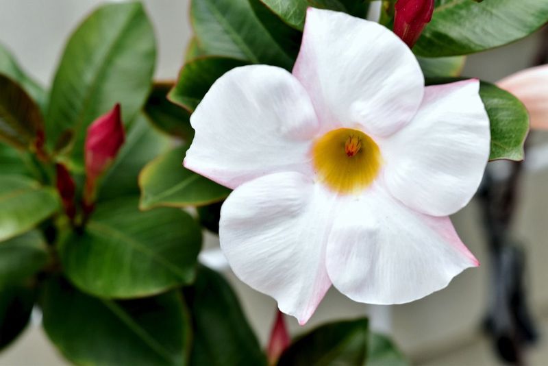 DIPLADENIA BLANCA