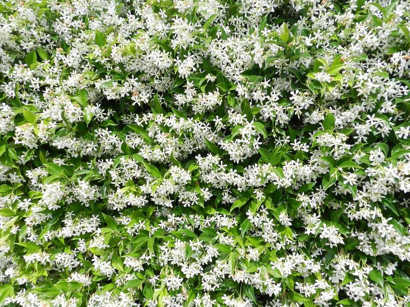Jazmín Trachelospermum