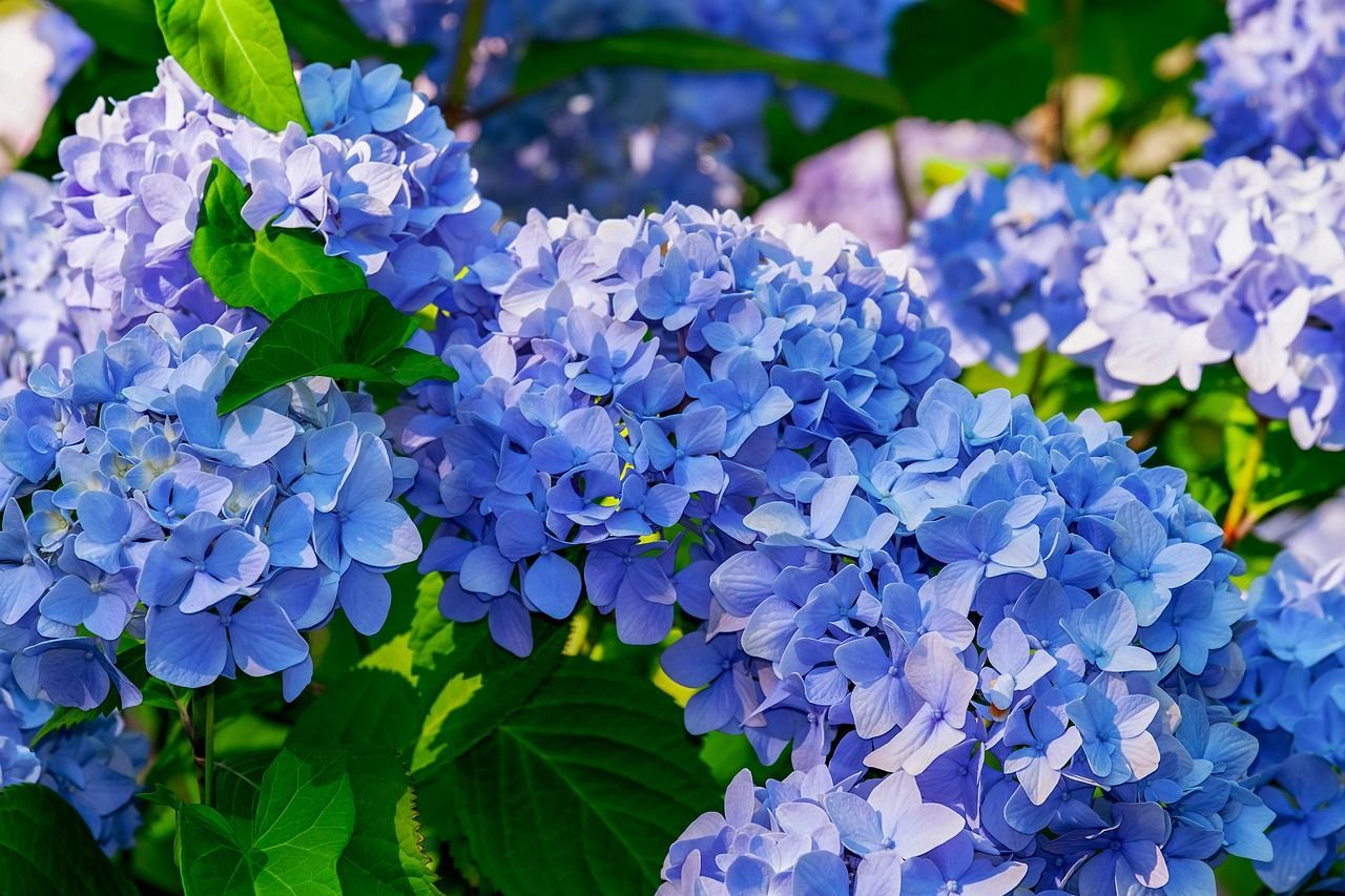 HORTENSIA AZUL HORTENSIA AZUL