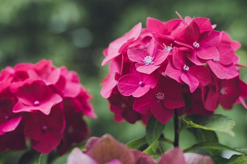 HORTENSIA ROJA