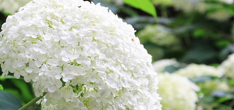HORTENSIA BLANCO