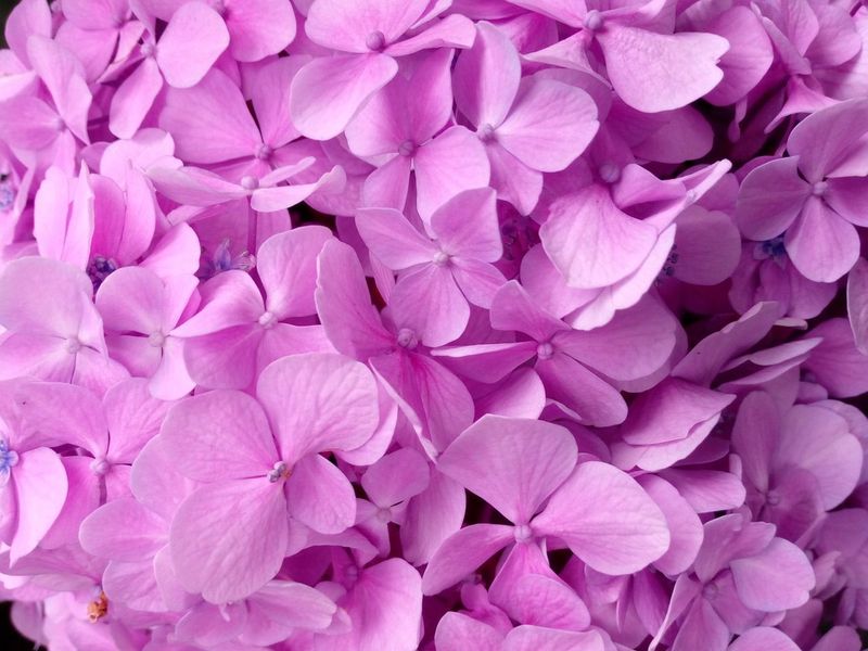 HORTENSIA ROSA