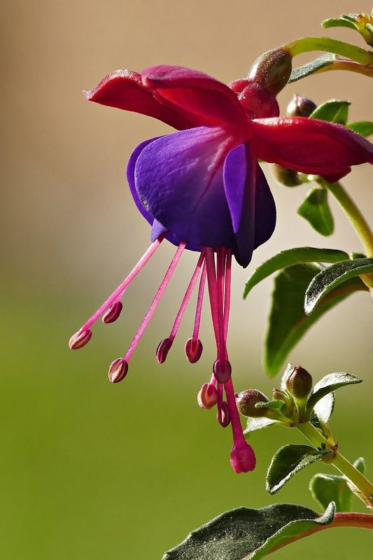 Fucsia
