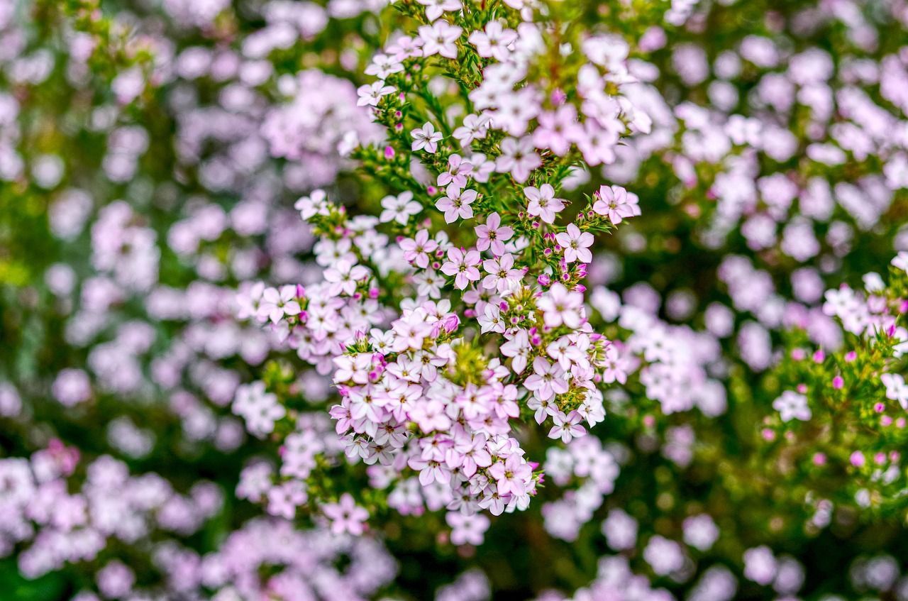 Diosma Pink Fountain