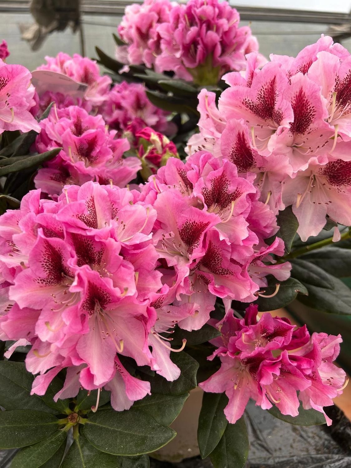 Rhododendron