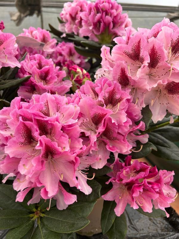 Rhododendron
