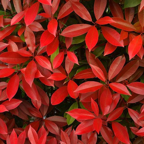 Photinia Red Robin