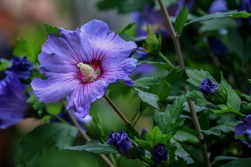 Hibiscus Siriacus