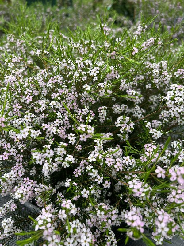 Diosma Sunset Gold
