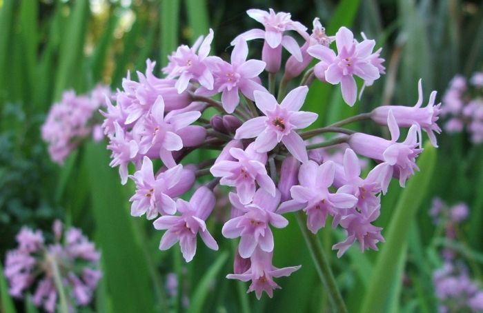 Tulbaghia