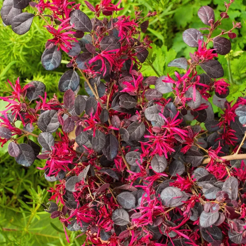 Loropethalum Black Pearl