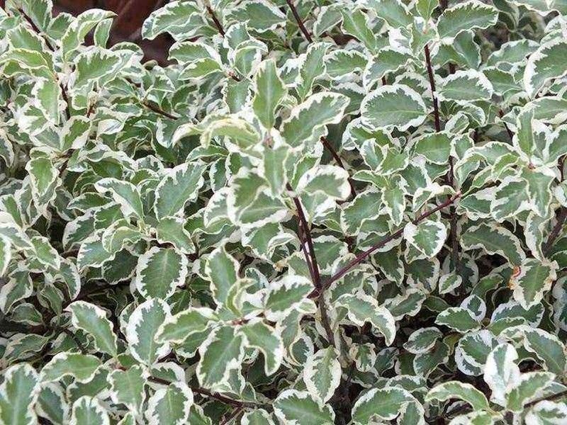 Pitosporum Variegata