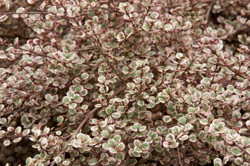 Lophomirtus