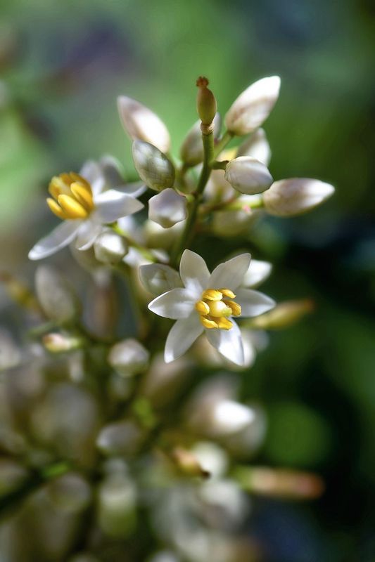 Nandina Doméstica