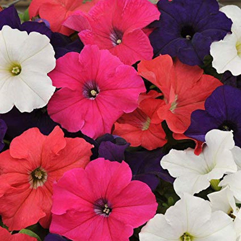 Petunia m 10,5 cm