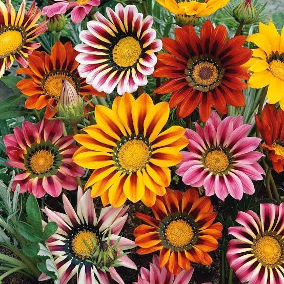 Gazania m 10,5 cm