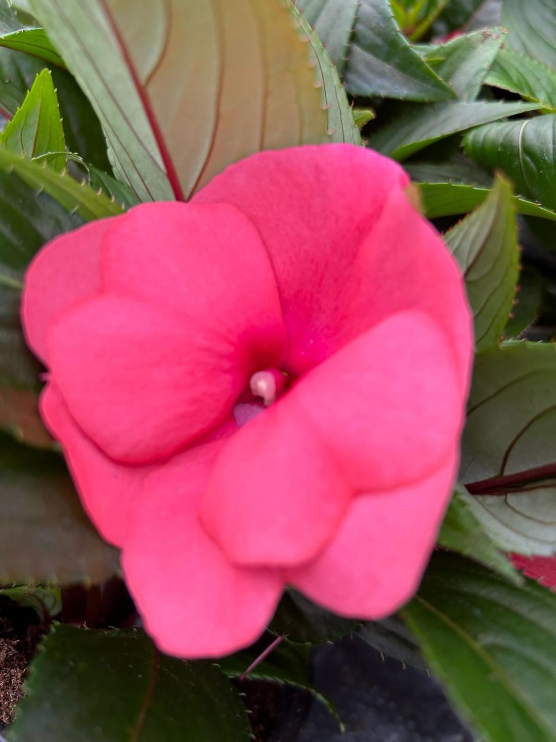 Alegria Nueva Guinea rosa m 13 cm