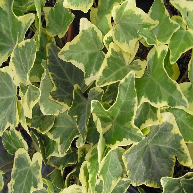 Hiedra variegada m 10,5 cm