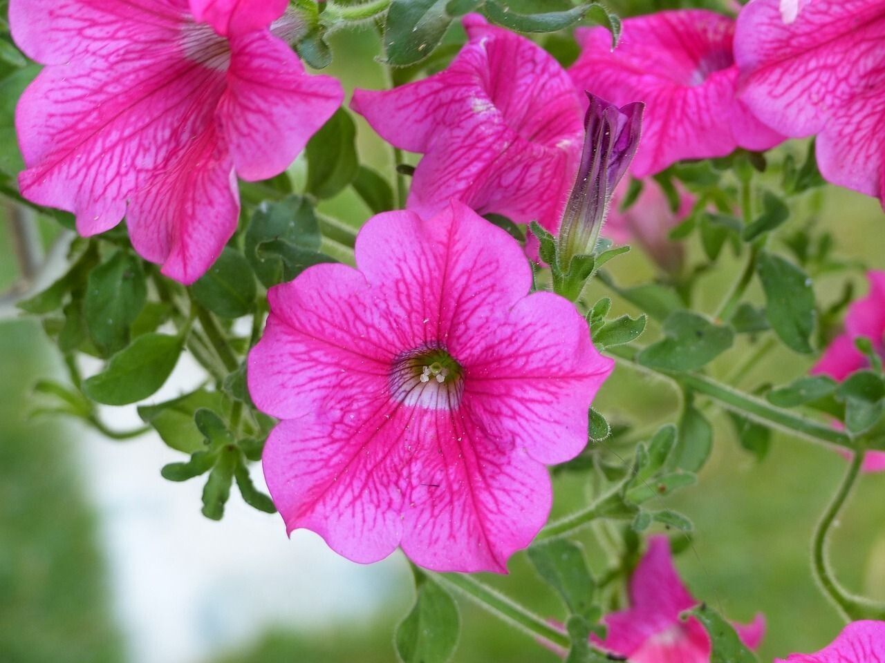 Surfinia Fucsia en maceta 13 cm