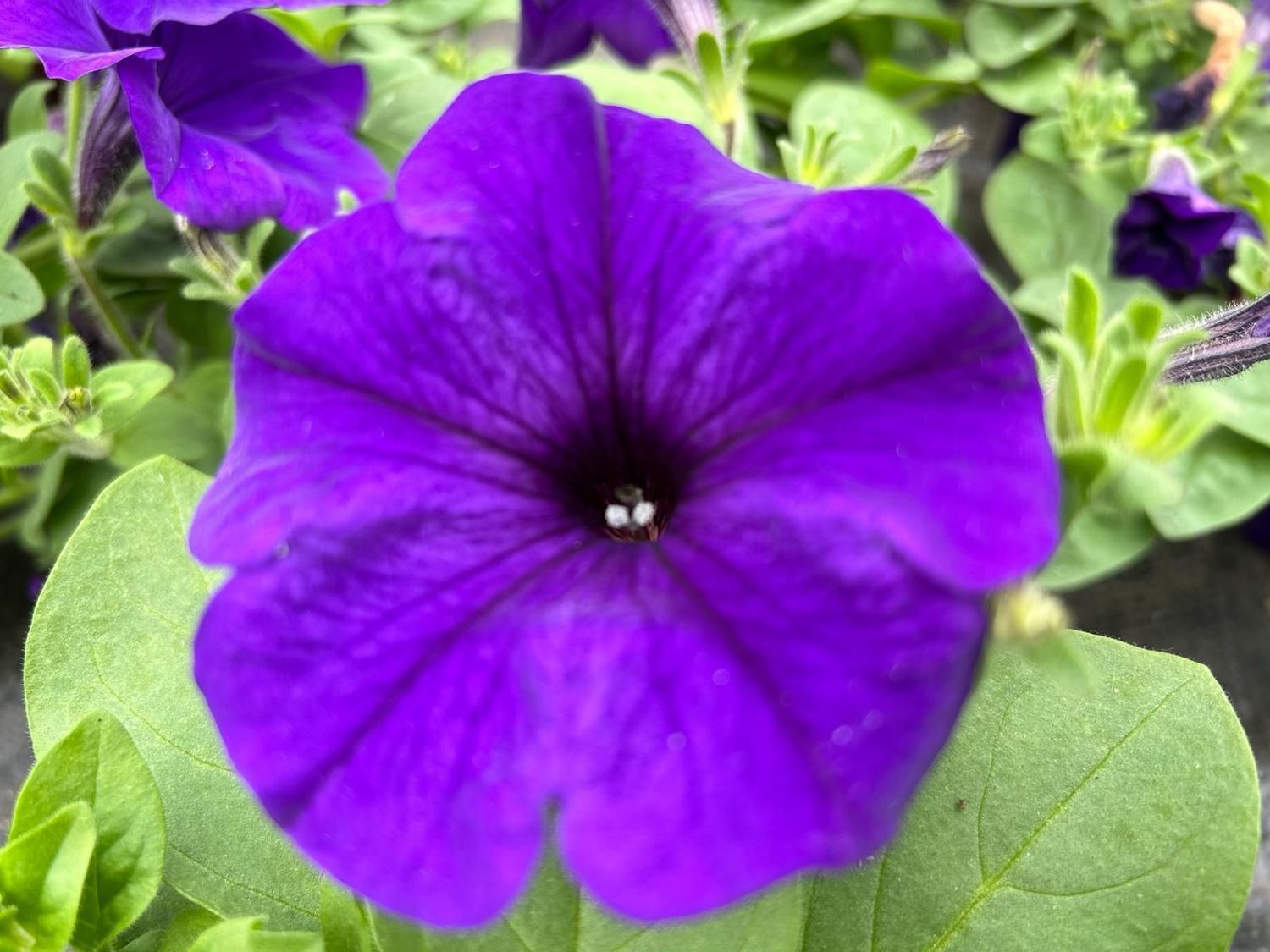 Surfinia Azul en maceta 13 cm