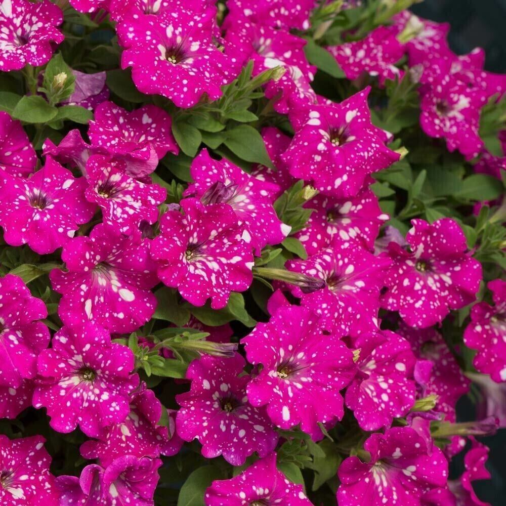 Surfinia Baby doll en maceta 13 cm