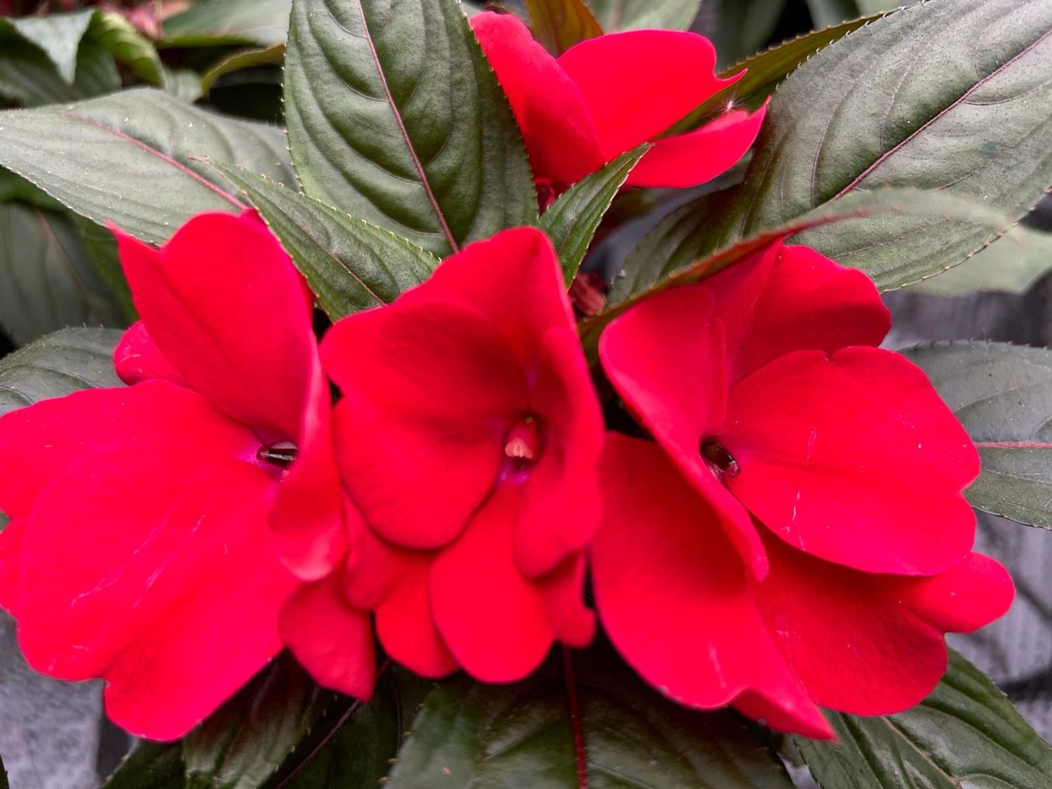 Alegria Nueva Guinea roja en maceta 13 cm