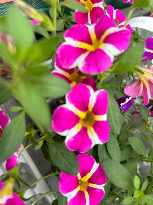 Calibrachoa estrella fucsia m 13 cm