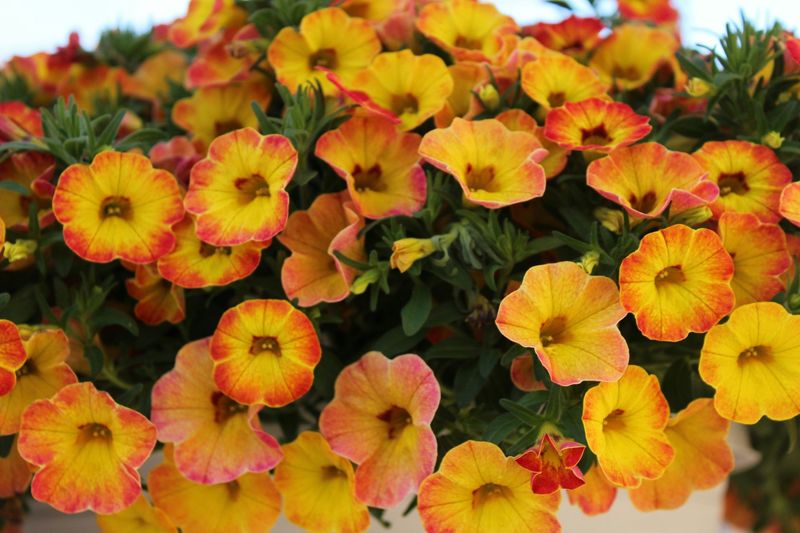 Calibrachoa amarilla / roja m 13 cm