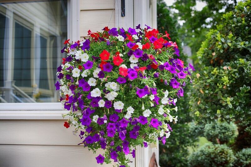 6 Petunia mix Cepellón
